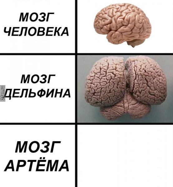 Мозги Ксюши