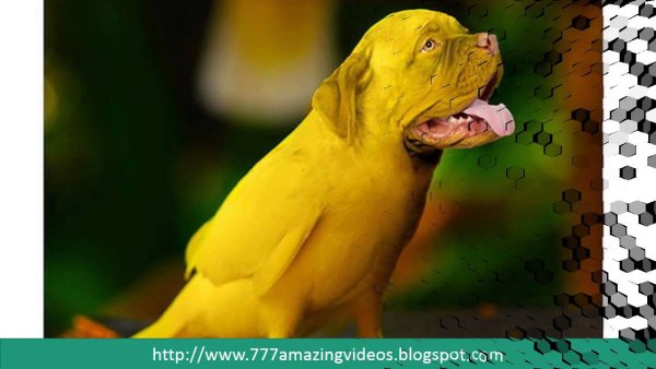 Смешные попугаи