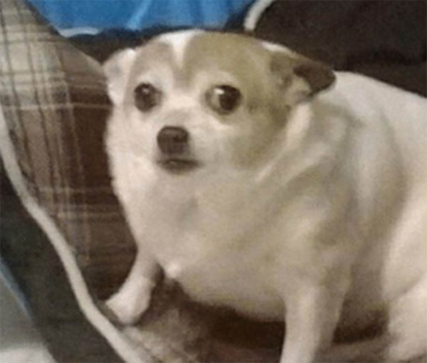 Испуганная собака