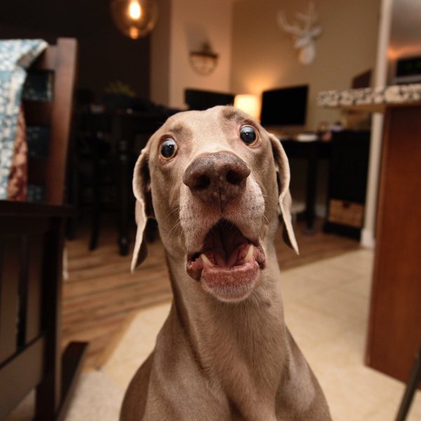 Собака испугалась