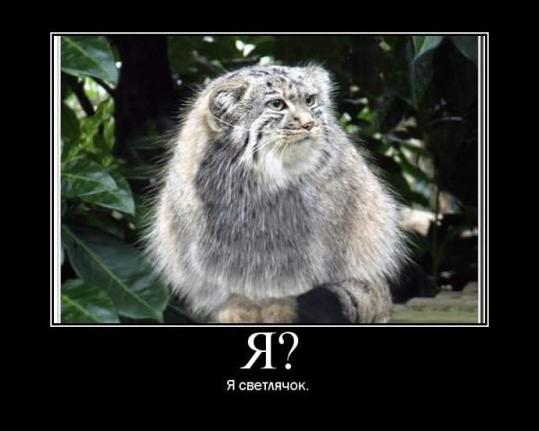 Манул демотиватор