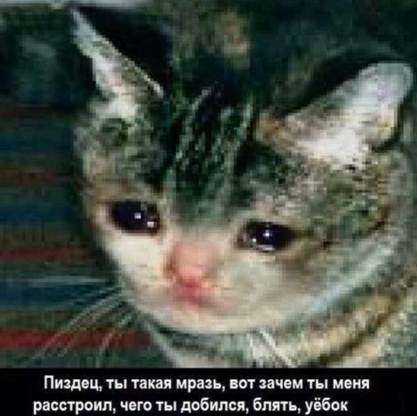 Котенок плачет