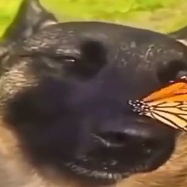 I have no Enemies Мем