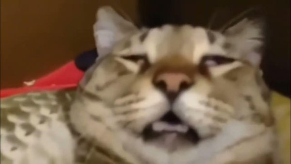 Вкинулся и откинулся кот