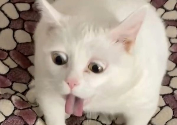 Белый кот Мем который рыгает