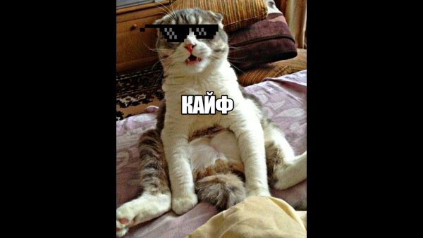 Кот под кайфом