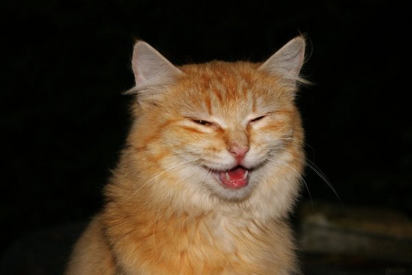 Улыбка кота