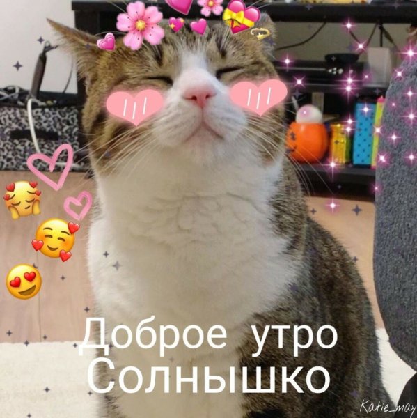 Милые пикчи с котами
