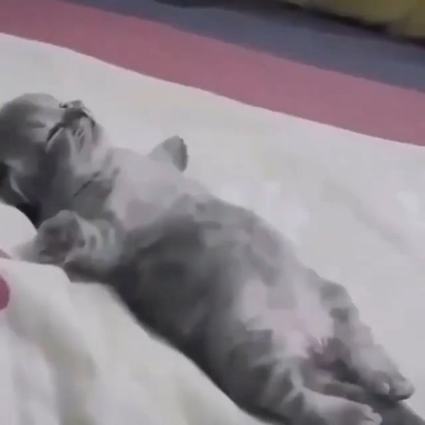 Котенок описался во сне фото