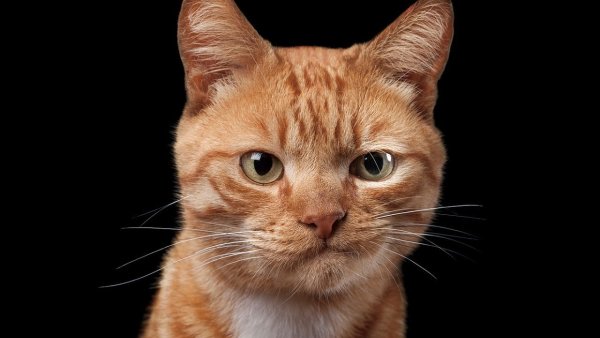 Кот скептик