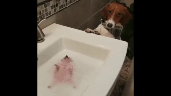 Собака в ванной с пеной