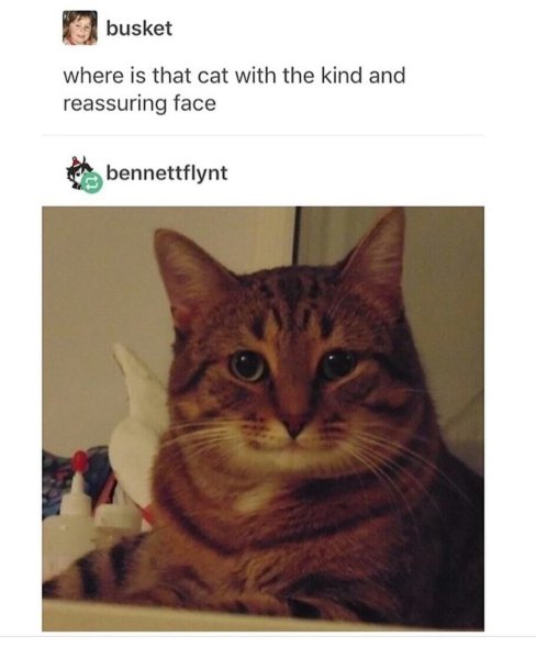 Коты из популярных мемов