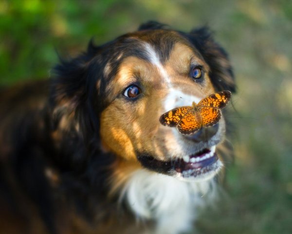 Пес с бабочкой на носу