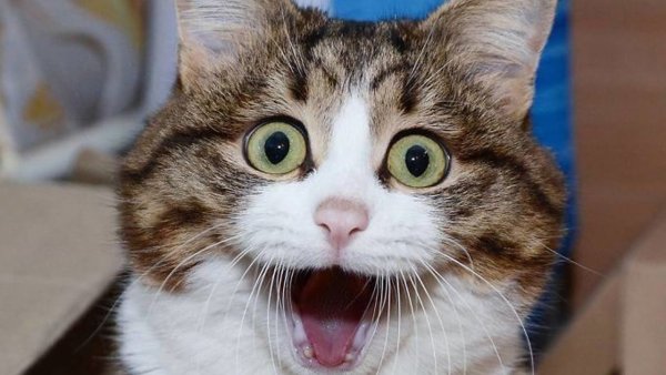 Смешной кот
