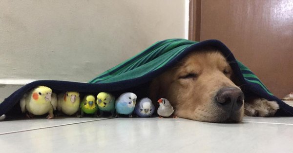 Смешные домашние питомцы