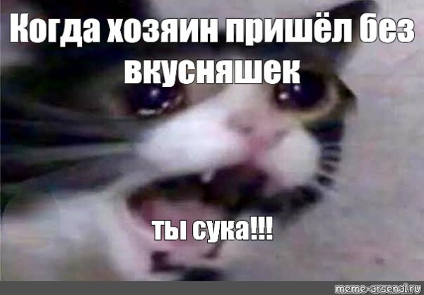 Коты плачут Мем