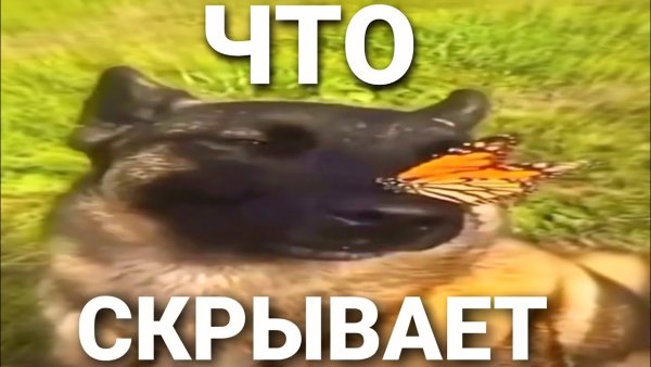 Мемы с бабочками