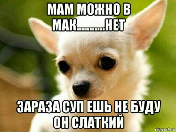 Чихуахуа Мем