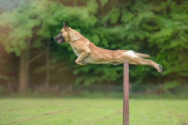 Бельгийская овчарка малинуа