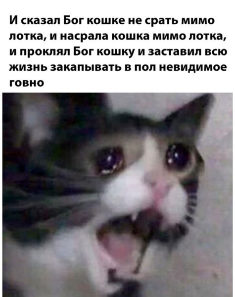 Кот плачет Мем