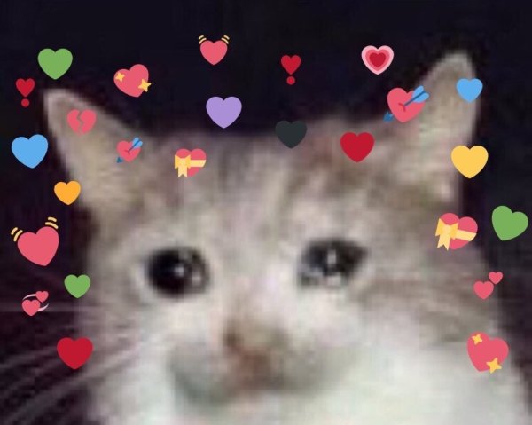 Котик плачет Мем