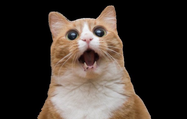 Удивенный котэ