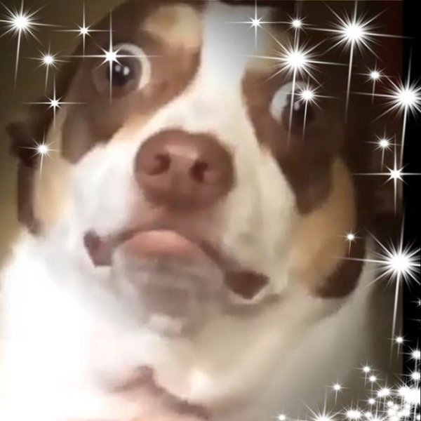 Мистер Бабс собака