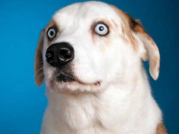 Собака удивляется