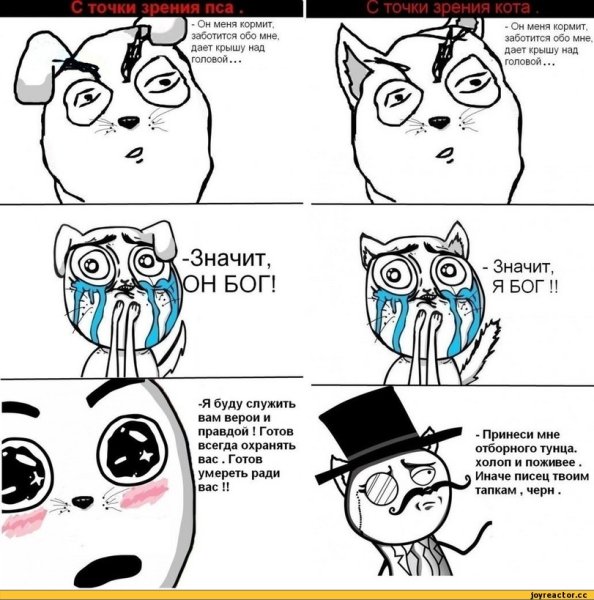 Мемы про котов