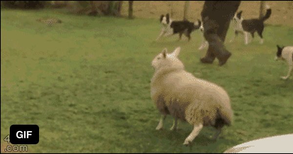 Овца прыгает