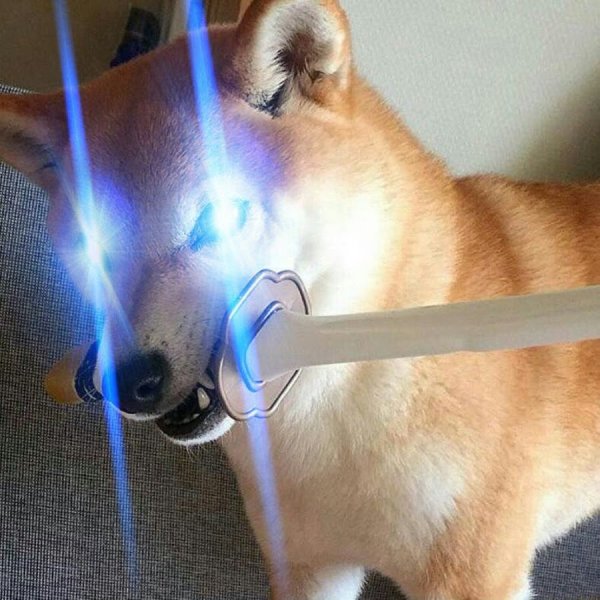 Сиба ину с катаной