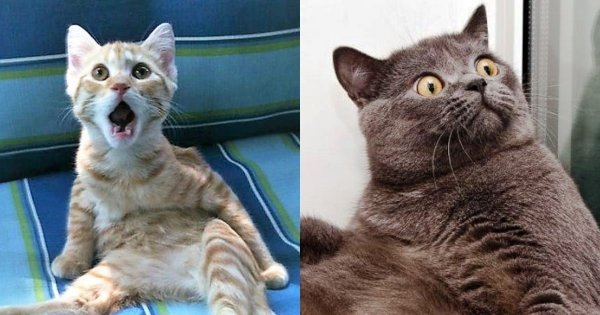 Удивленный кот