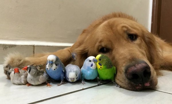 Собака и попугай