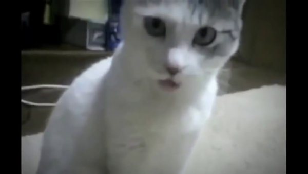 Кот в шоке гифка