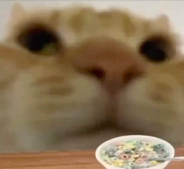 Кот на аву Мем