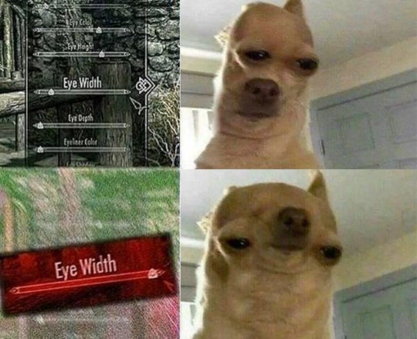 Чихуахуа Мем