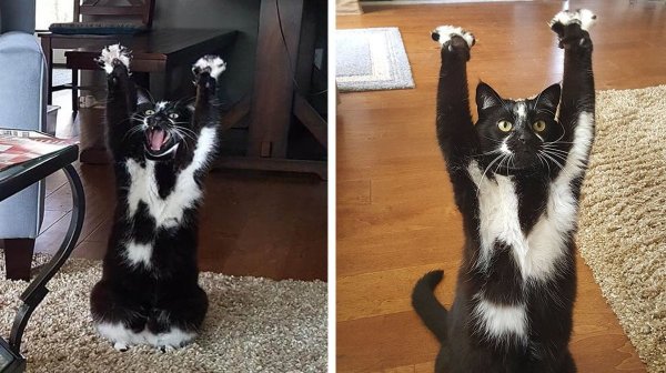 Котик с поднятыми лапками