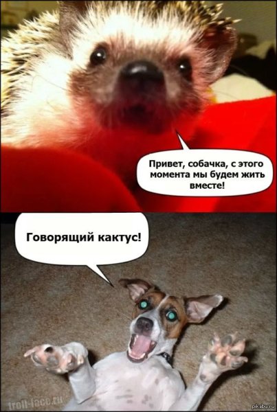 Смешные собачки с надписями