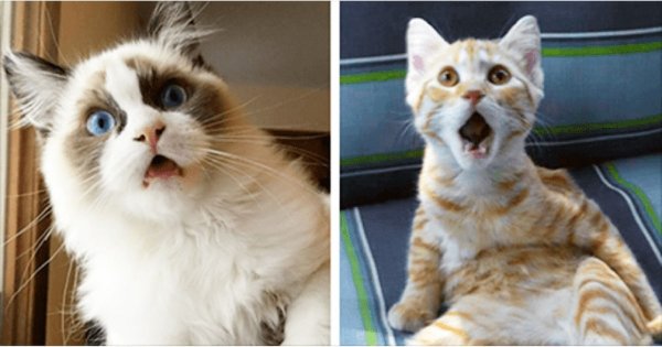 Кошка удивляется