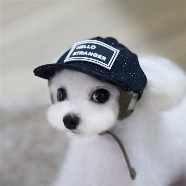 Собачка в кепке