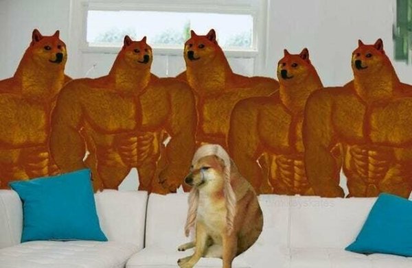 Сиба-ину Догги