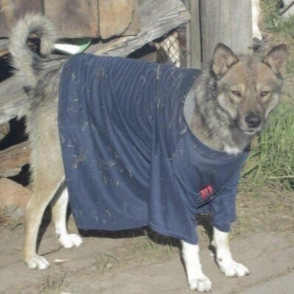 Пес в куртке