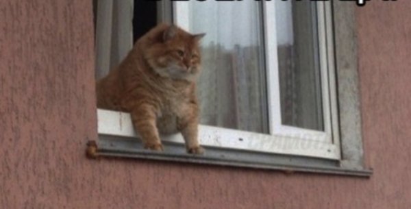 Рыжий кот на окне