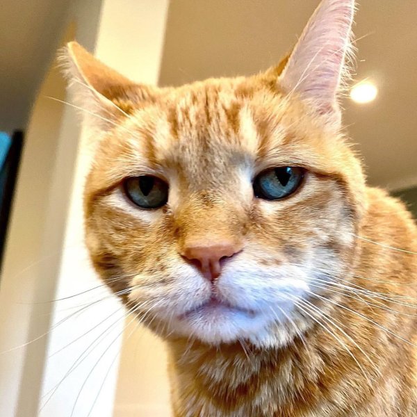 Кошачья морда