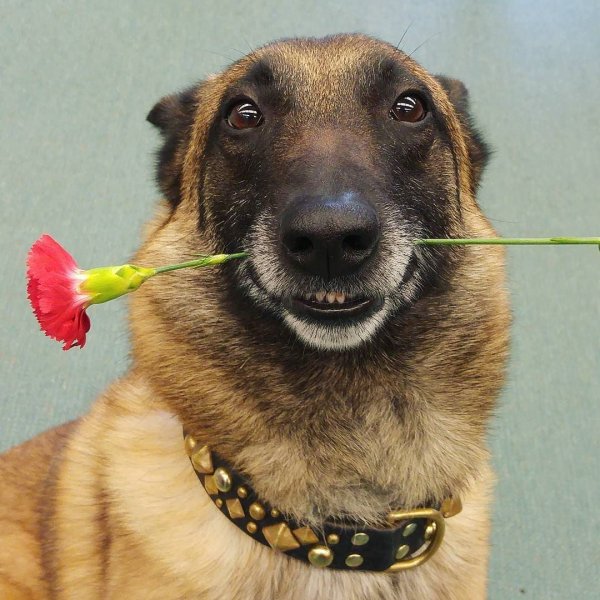 Собачка с цветком в зубах