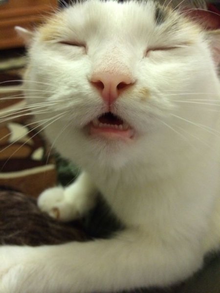 Кошачий кайф