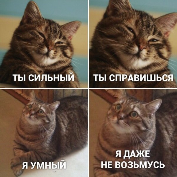 Мемы с котами