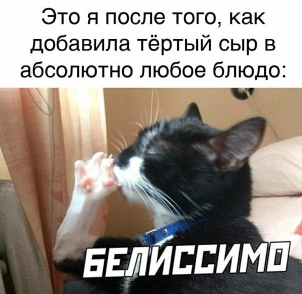 Белиссимо Мем кот