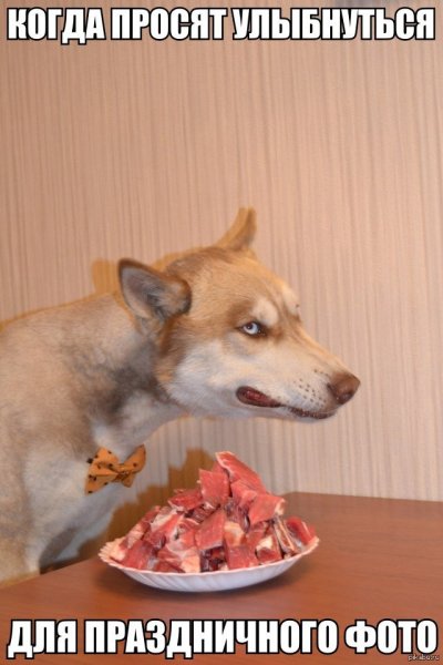 Мемчики с собаками