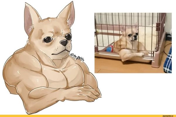 Чихуахуа качок